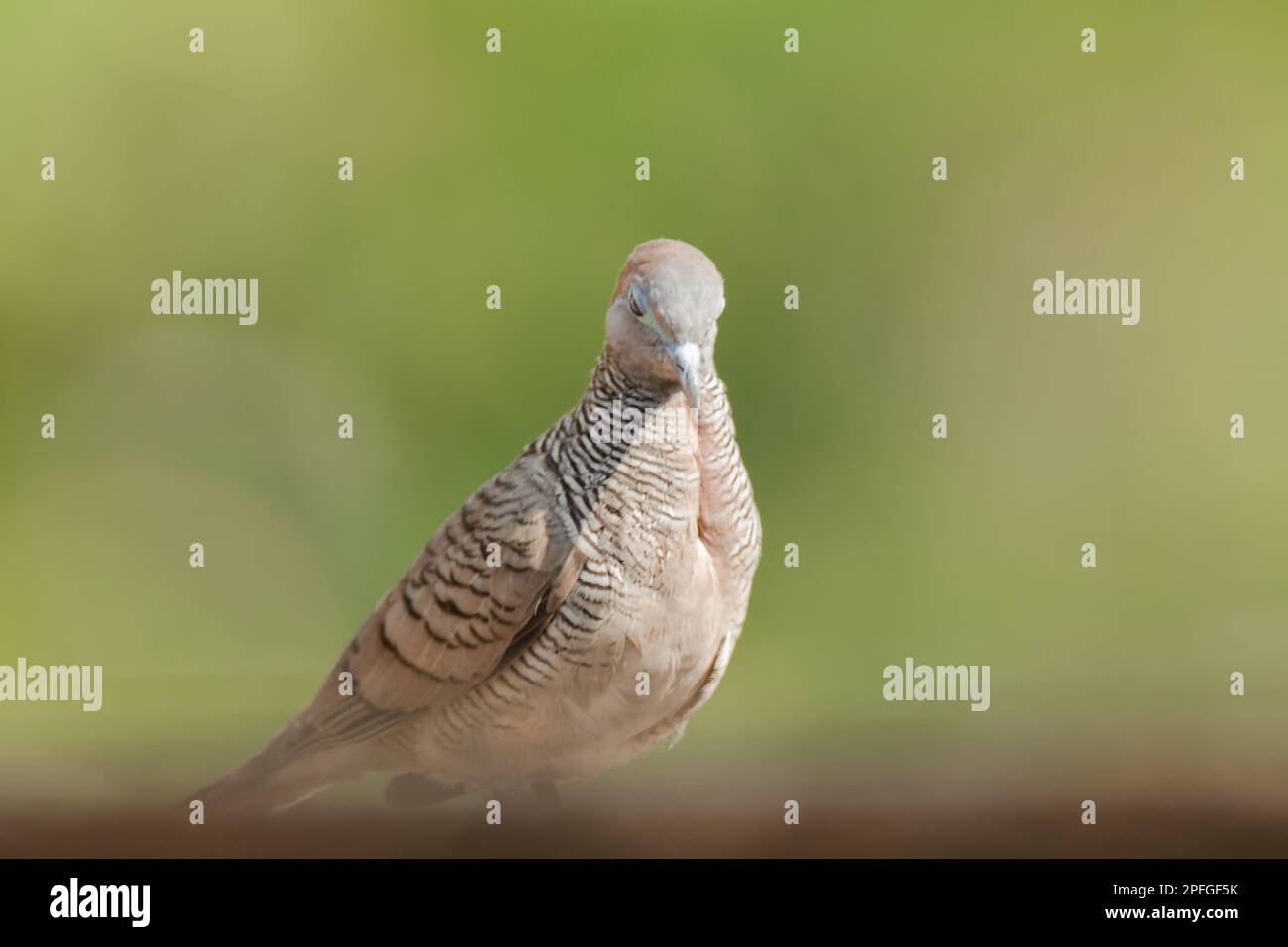 Zebra Dove dans la nature, Zebra Dove appartient au genre Geopelia striata.La fourrure à poil gris se trouve dans toute la Thaïlande. Banque D'Images