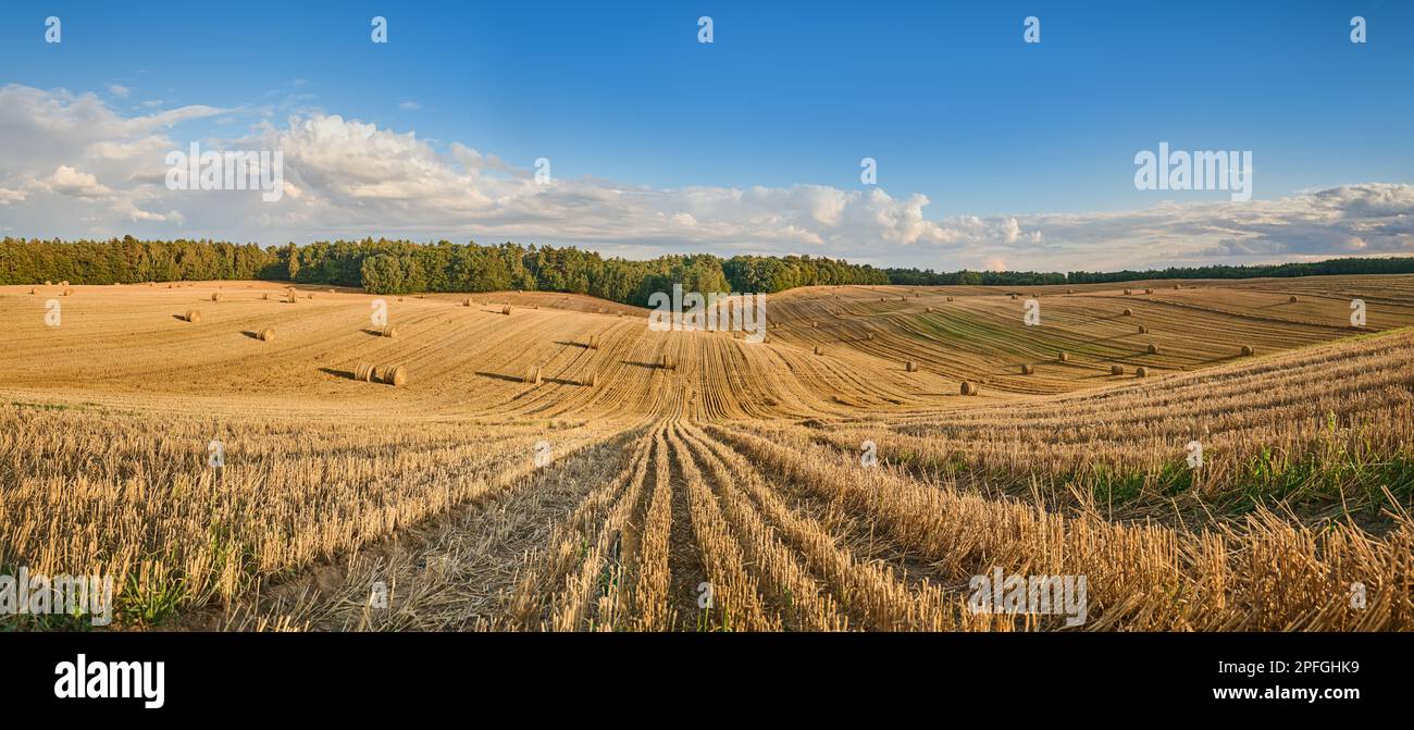Panorama d'un champ de grains fauchée sous la forêt, avec des balles de paille Banque D'Images