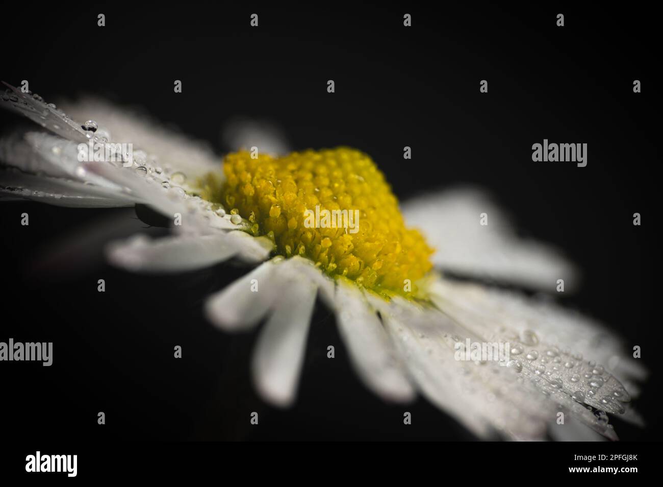 Gros plan de la fleur de Marguerite (Bellis perennis) photo. Macro extrême. Gouttes, gouttelettes sur les pétales blancs. Banque D'Images