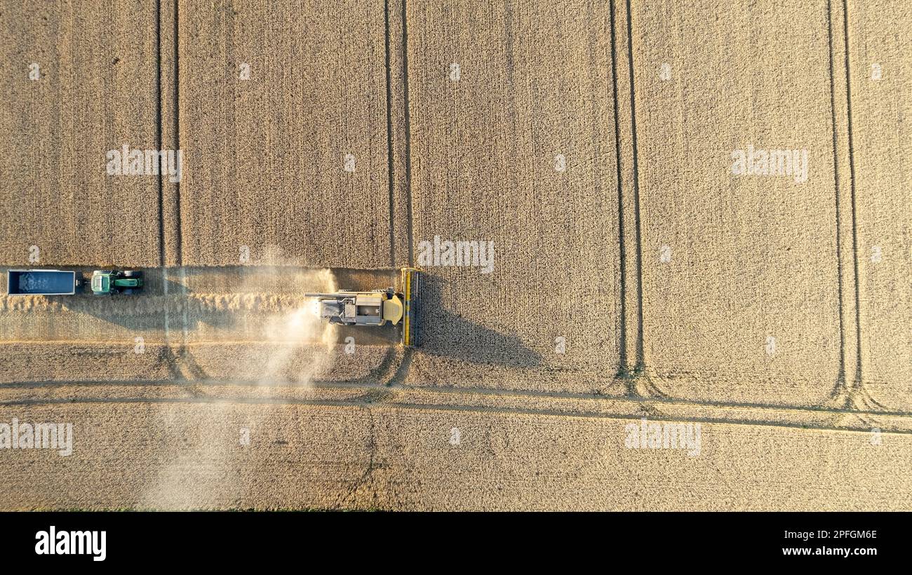 Récolte d'un champ de blé dans le Nord du Yorkshire lors d'une soirée d'été. ROYAUME-UNI. Banque D'Images