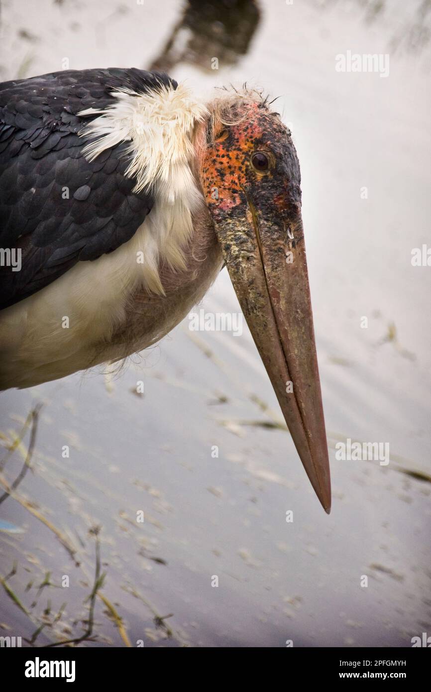Oiseau, Awasa, Ethiopie Banque D'Images