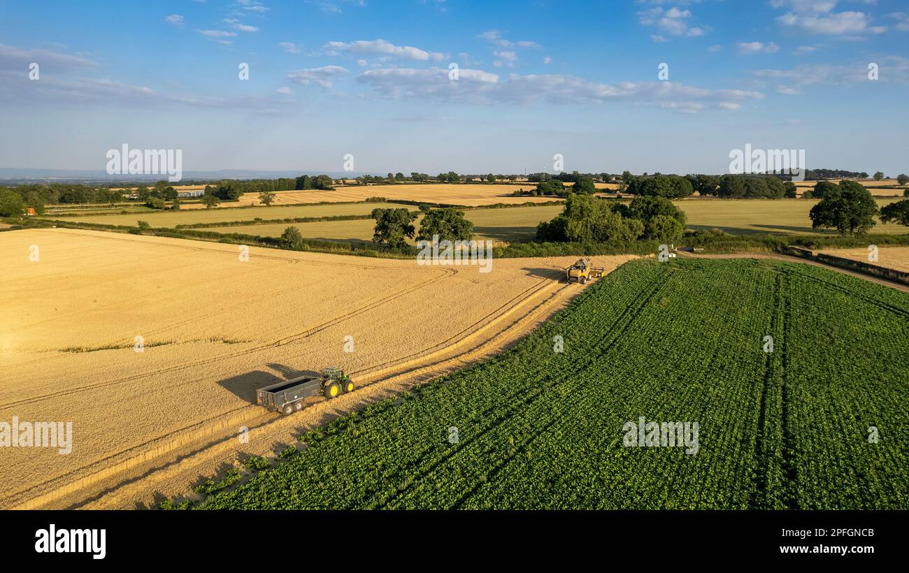 Récolte d'un champ de blé dans le Nord du Yorkshire lors d'une soirée d'été. ROYAUME-UNI. Banque D'Images