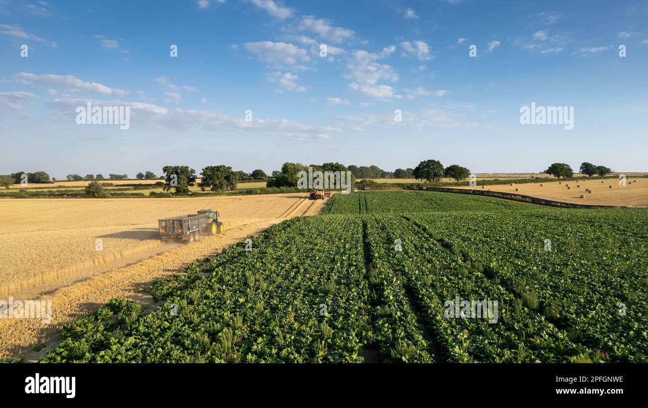 Récolte d'un champ de blé dans le Nord du Yorkshire lors d'une soirée d'été. ROYAUME-UNI. Banque D'Images