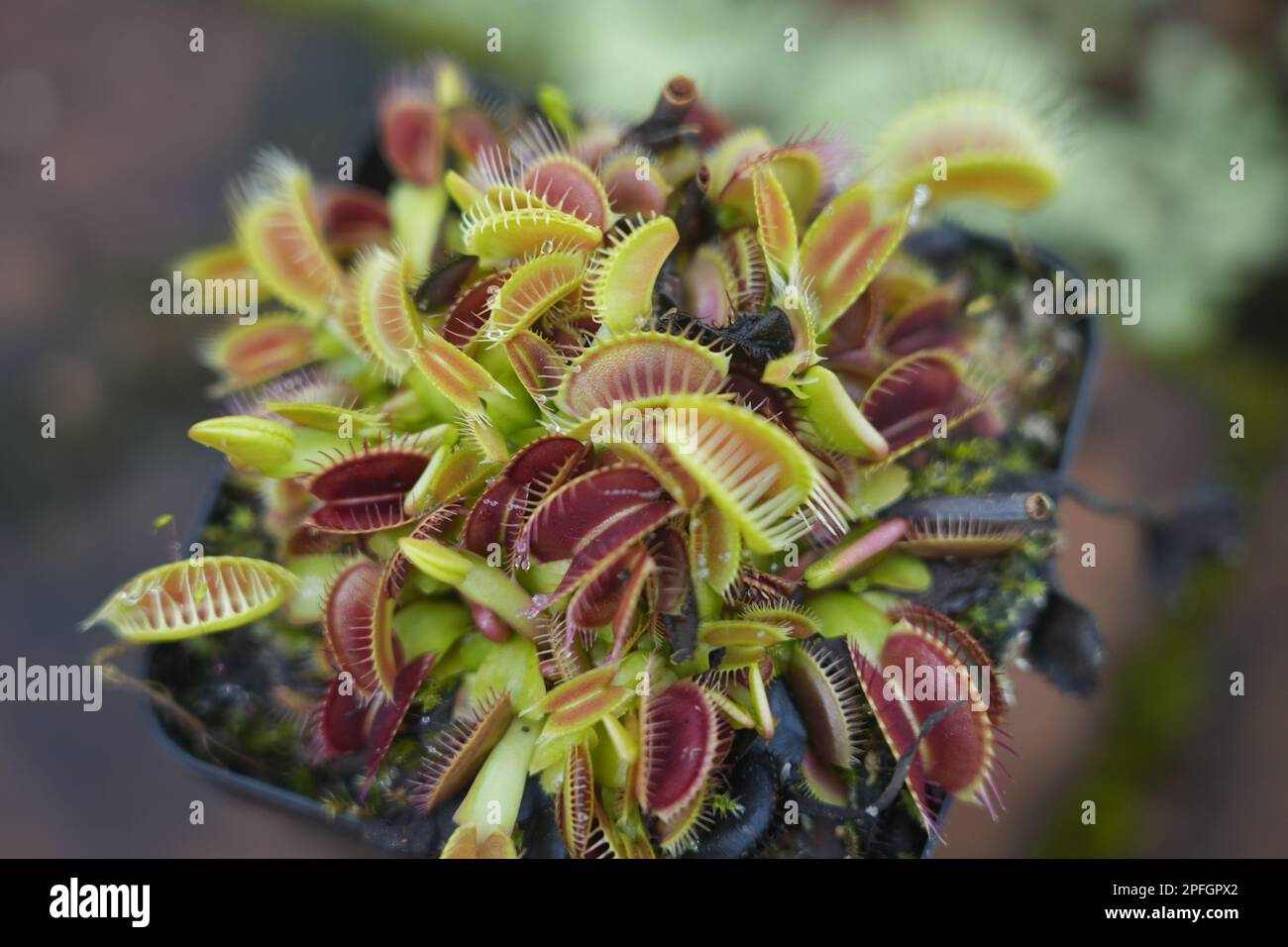 Un gros plan d'un piège à mouches venus dans le pot, une plante carnivore à mâchoires ouvertes Banque D'Images