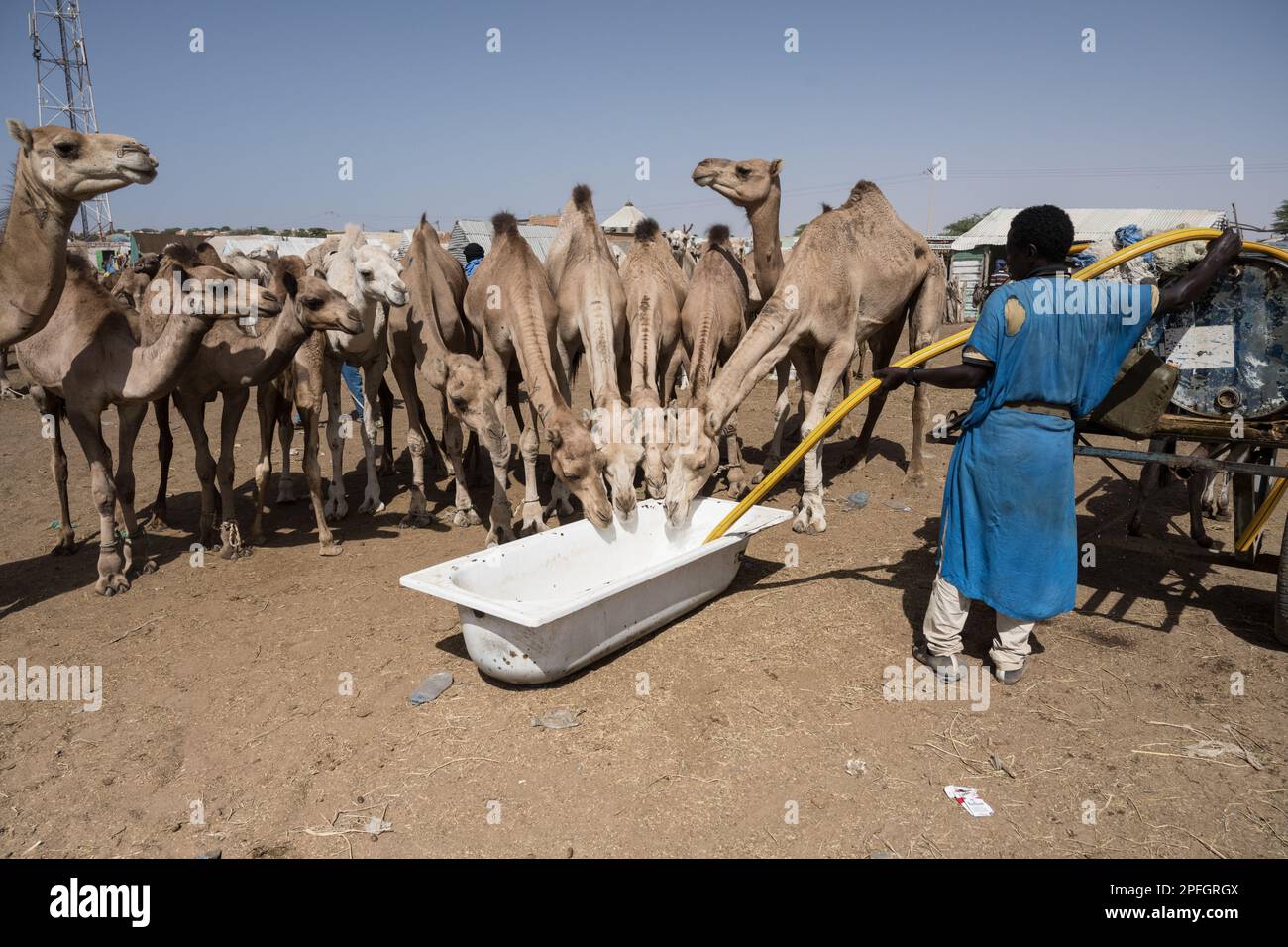 Marchand de chameaux. Marché de Nouakchott Camel, Nouakchott, Mauritanie, Afrique de l'Ouest, Afrique. Banque D'Images