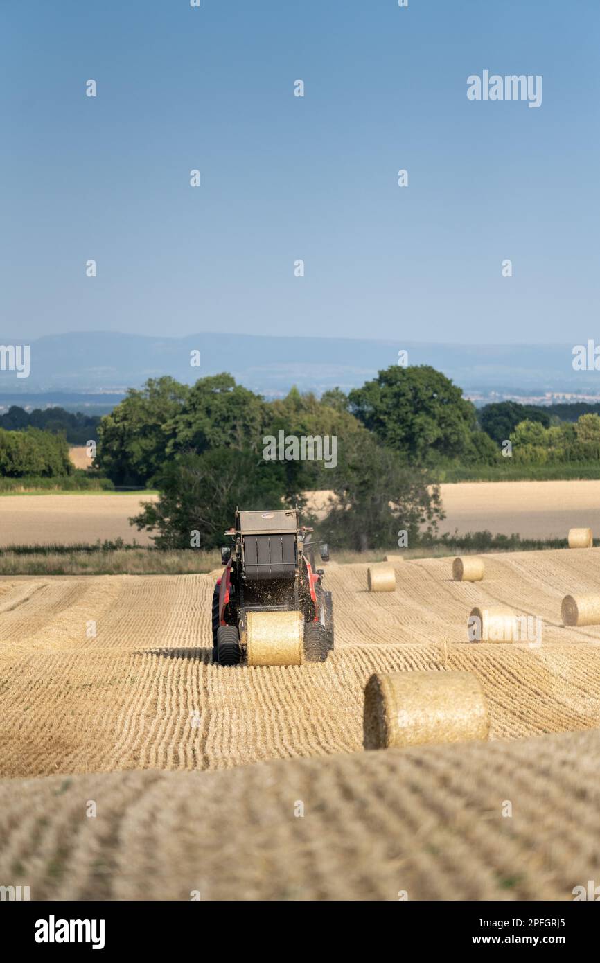 Pressage de paille en balles rondes avec un tracteur Massey Ferguson 7726 et une presse à balles RB4160v. La paille sera utilisée pour la litière des animaux. North Yorkshire, Royaume-Uni. Banque D'Images
