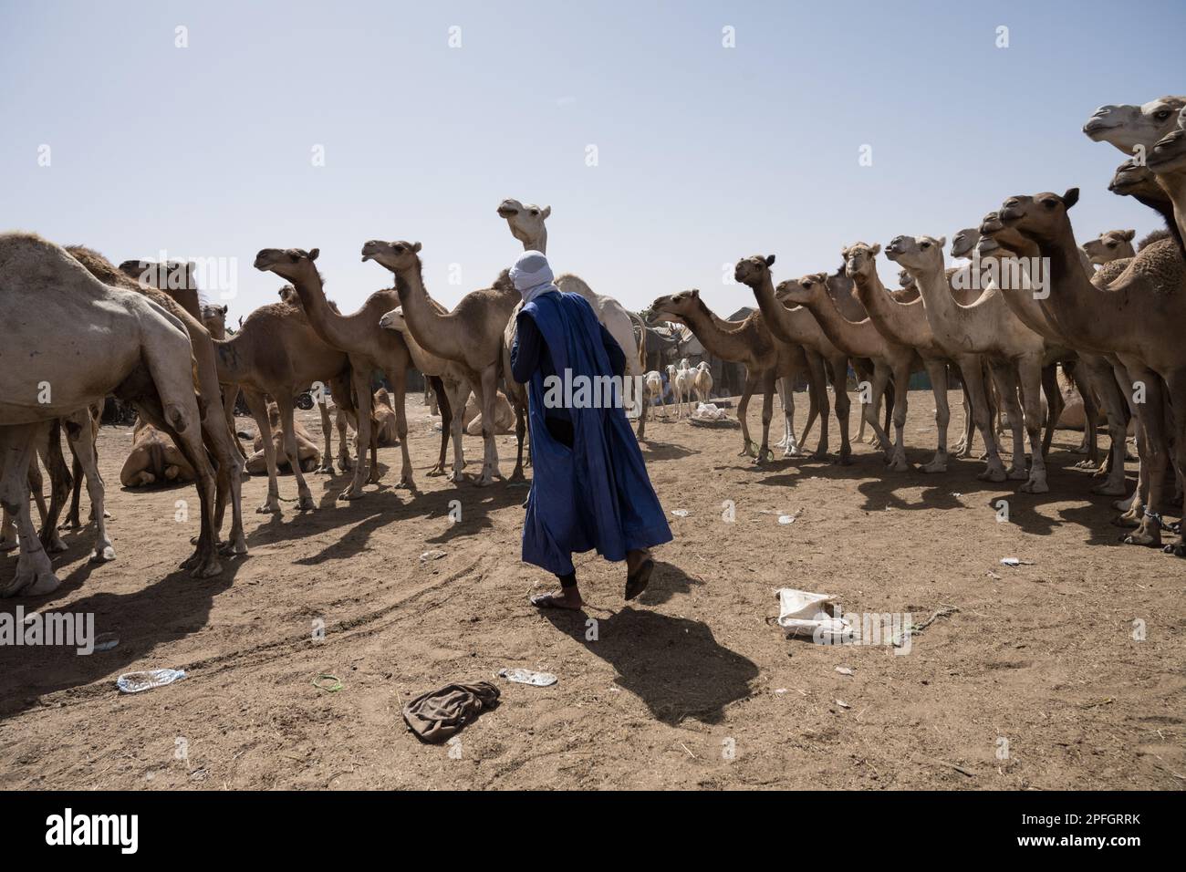 Marchand de chameaux. Marché de Nouakchott Camel, Nouakchott, Mauritanie, Afrique de l'Ouest, Afrique. Banque D'Images