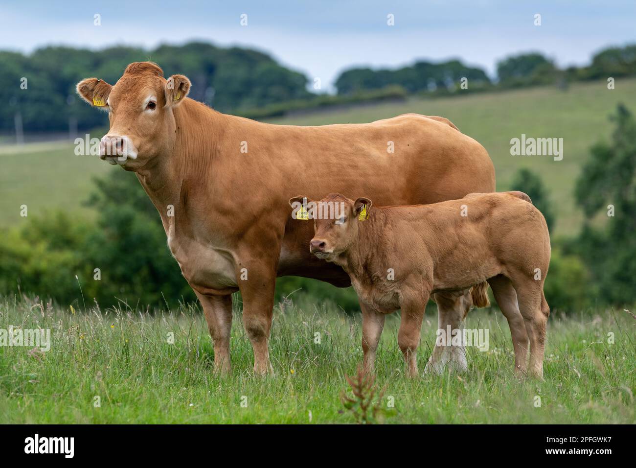 Pedigree vache et veau Limousin en alpage, Lancashire, Royaume-Uni. Banque D'Images