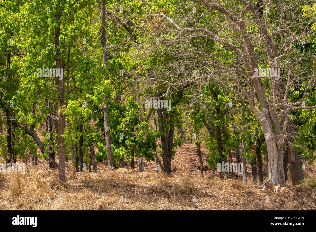 le tigre du bengale sauvage ou l'habitat de panthera tigris se reposant ...