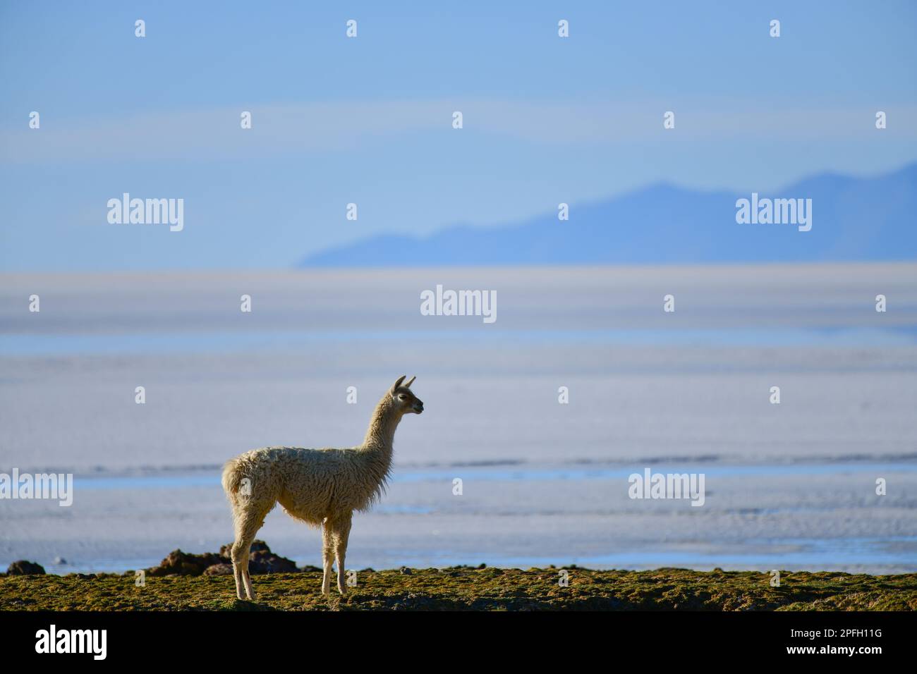Llama au bord du lac salé au lever du soleil, Lac salé d'Uyuni, Bolivie Banque D'Images