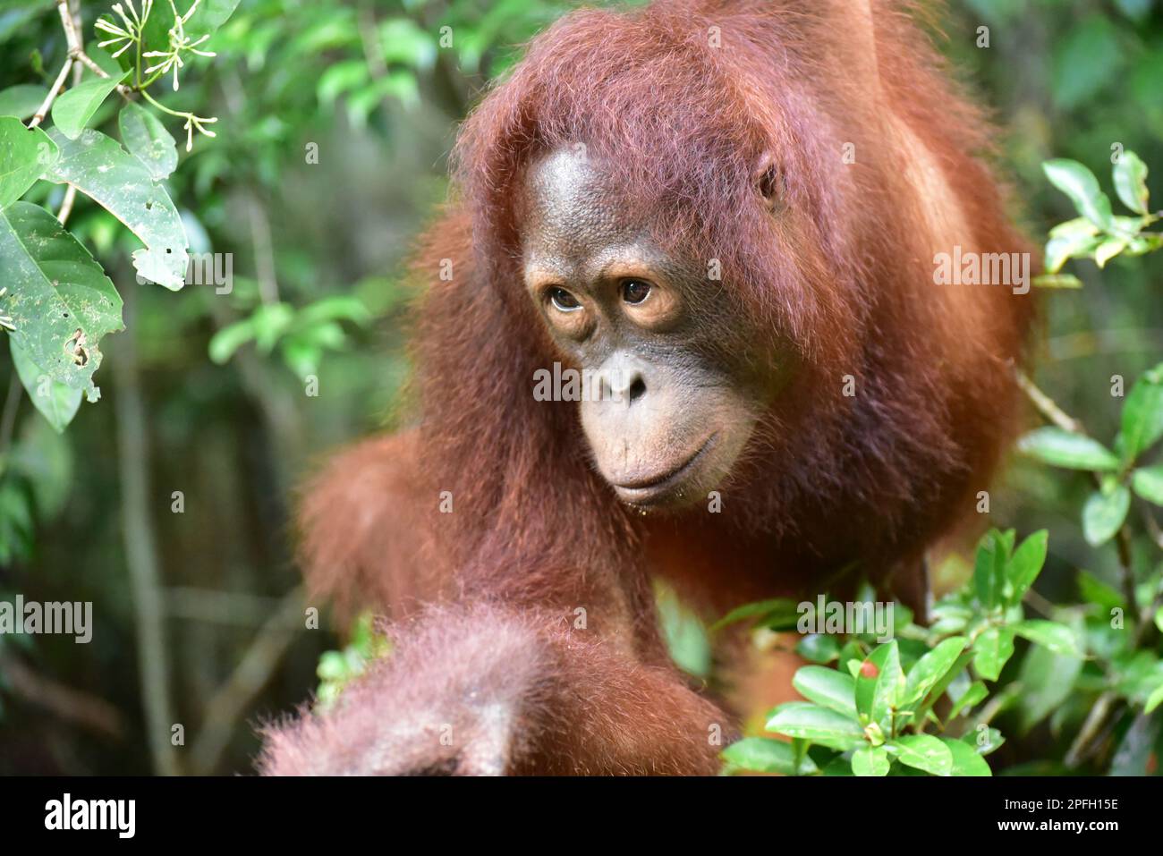 Gros plan de l'Orangutan (Pongo pygmaeus wurmbii) Parc national de Tanjung Puting, Kalimantan central, Bornéo, Indonésie. Banque D'Images