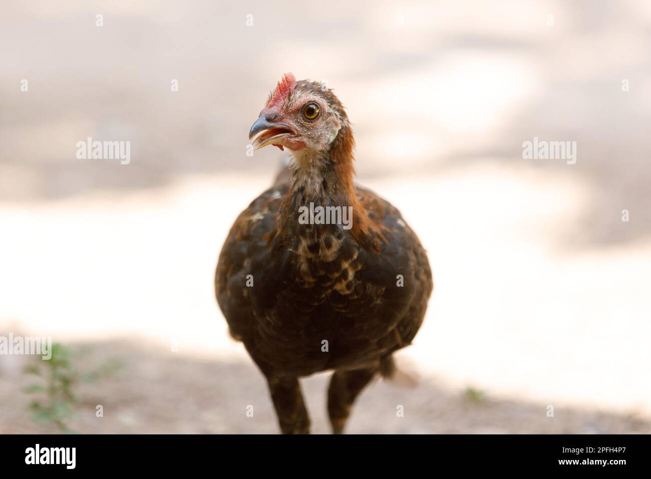 Une tête de poulet juvénile de la jungle rouge, gros plan, regardant la caméra. Banque D'Images