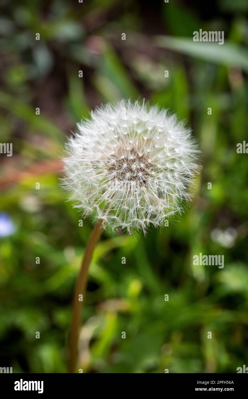 Fermé Bud d'un pissenlit. Pissenlit fleurs blanches dans l'herbe verte. Pissenlit fleur blanche. Gros plan. Banque D'Images