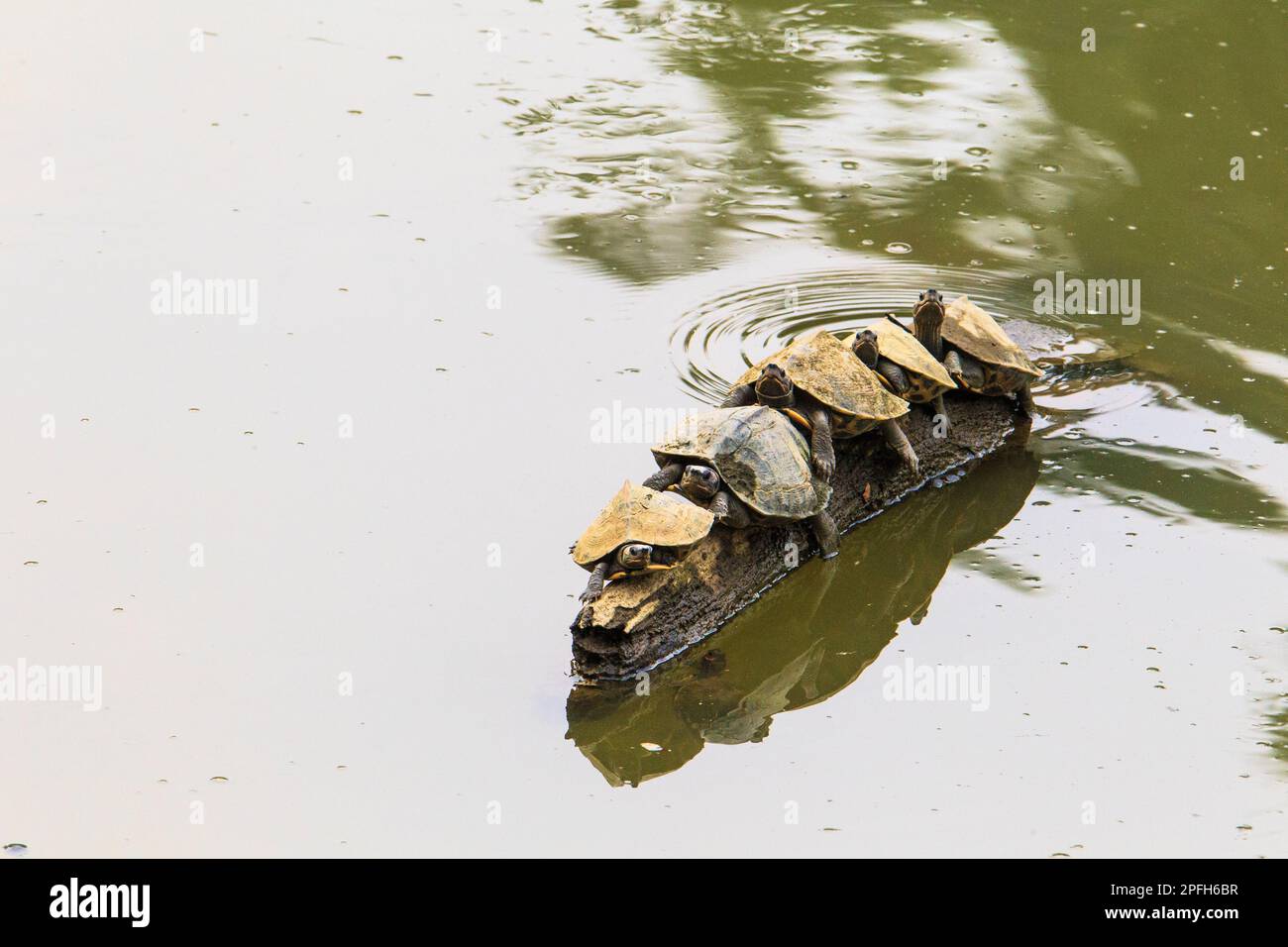 5 la tortue couverte d'Assam, la tortue couverte de Sylhet s'assoient en rangée. Pangshura sylhetensis. Famille Geoemydidae. Parc national de Kaziranga, Assam, Inde Banque D'Images