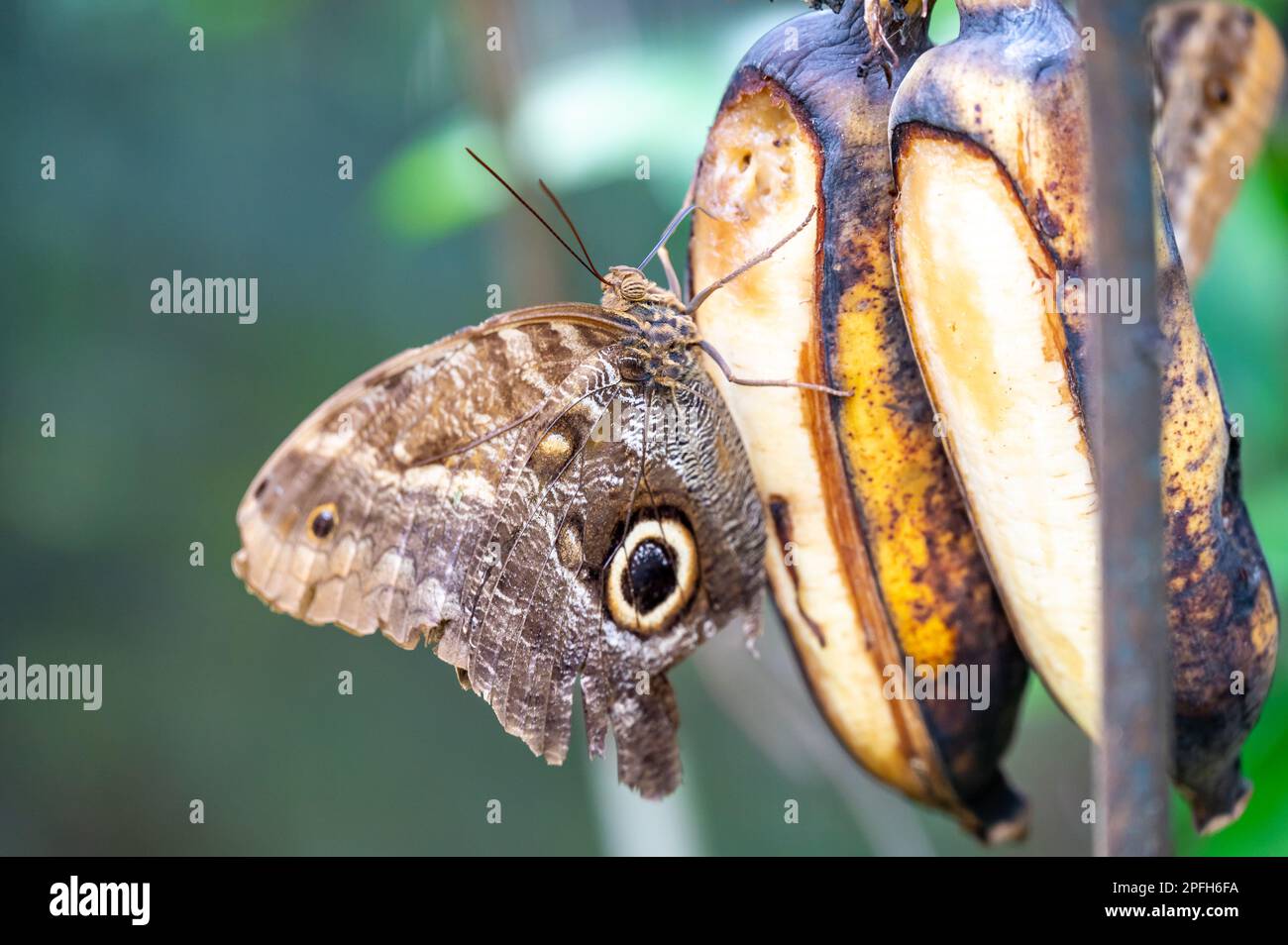 Le papillon coloré est assis et manger sur la feuille de plante verte. Banque D'Images