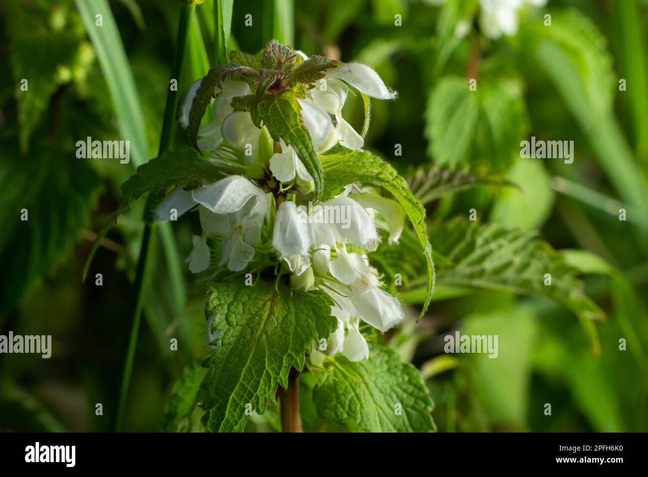 L'album de Lamium, communément appelé ortie blanche ou ortie blanche morte, est une plante à fleurs de la famille des Lamiaceae. Banque D'Images