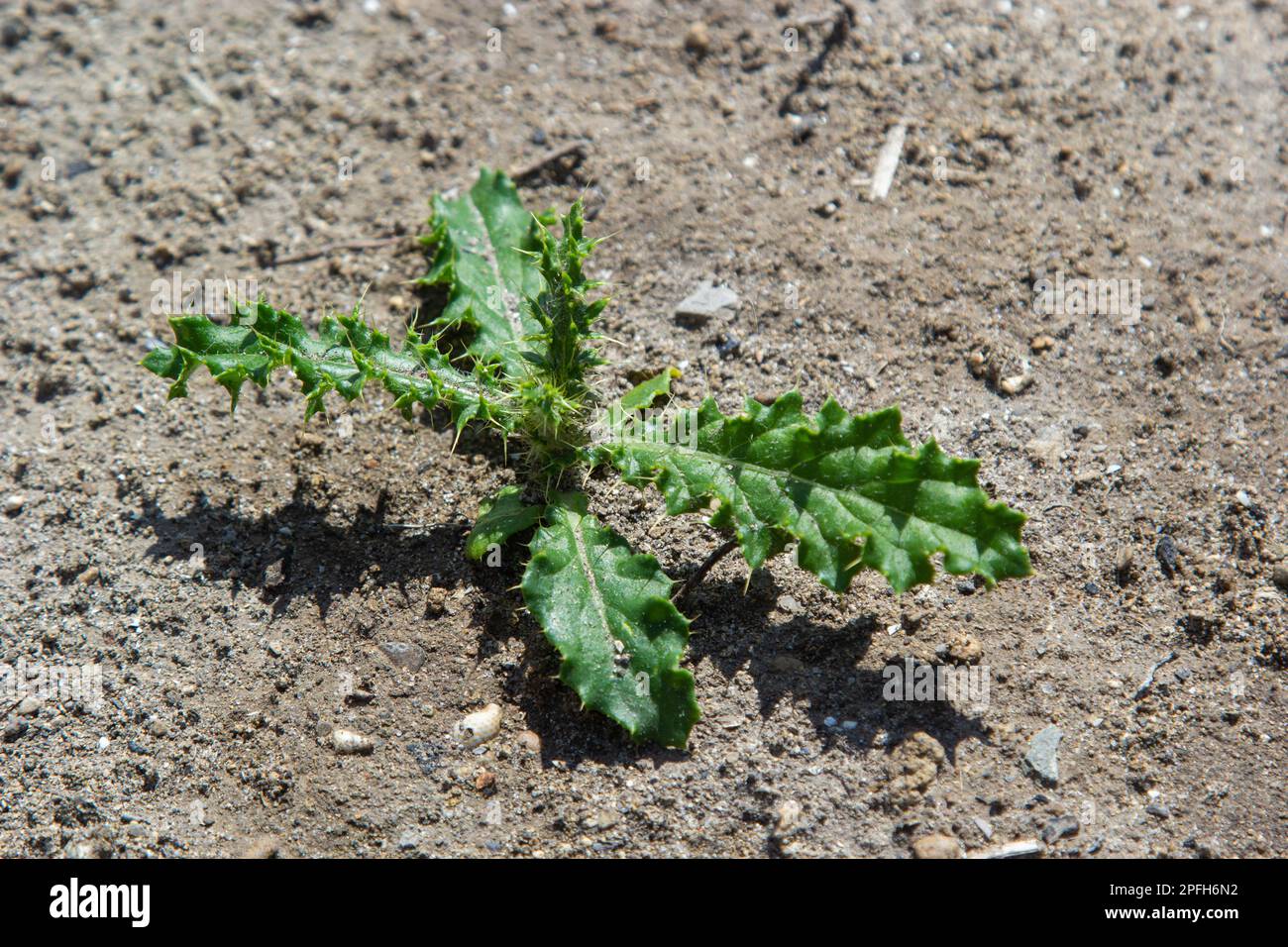 Rosette de jeunes feuilles vertes de chardon du Canada, également de chardon rampant ou de terrain, Cirsium arvense, poussant dans un lit de fleurs. Mauvaises herbes envahissantes. Gros plan sur Banque D'Images