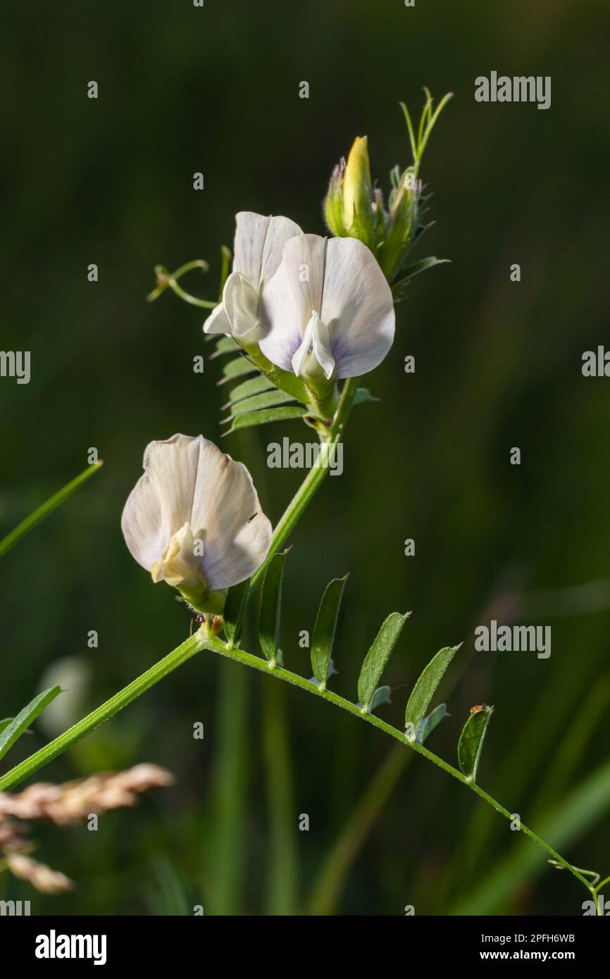 Vicia barbazitae, Vicia laeta, Fabaceae. Plante sauvage au printemps. Banque D'Images