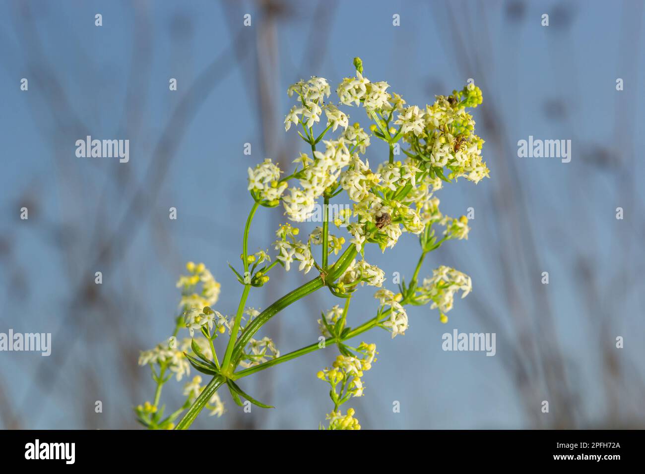 Galium mollugo est une plante annuelle herbacée de la famille des Rubiaceae. Il partage le nom de paille de lit de haie avec l'espèce européenne apparentée, Galium. Banque D'Images