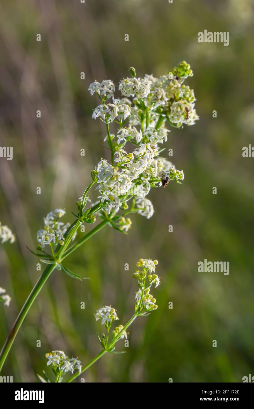 Galium mollugo est une plante annuelle herbacée de la famille des Rubiaceae. Il partage le nom de paille de lit de haie avec l'espèce européenne apparentée, Galium. Banque D'Images