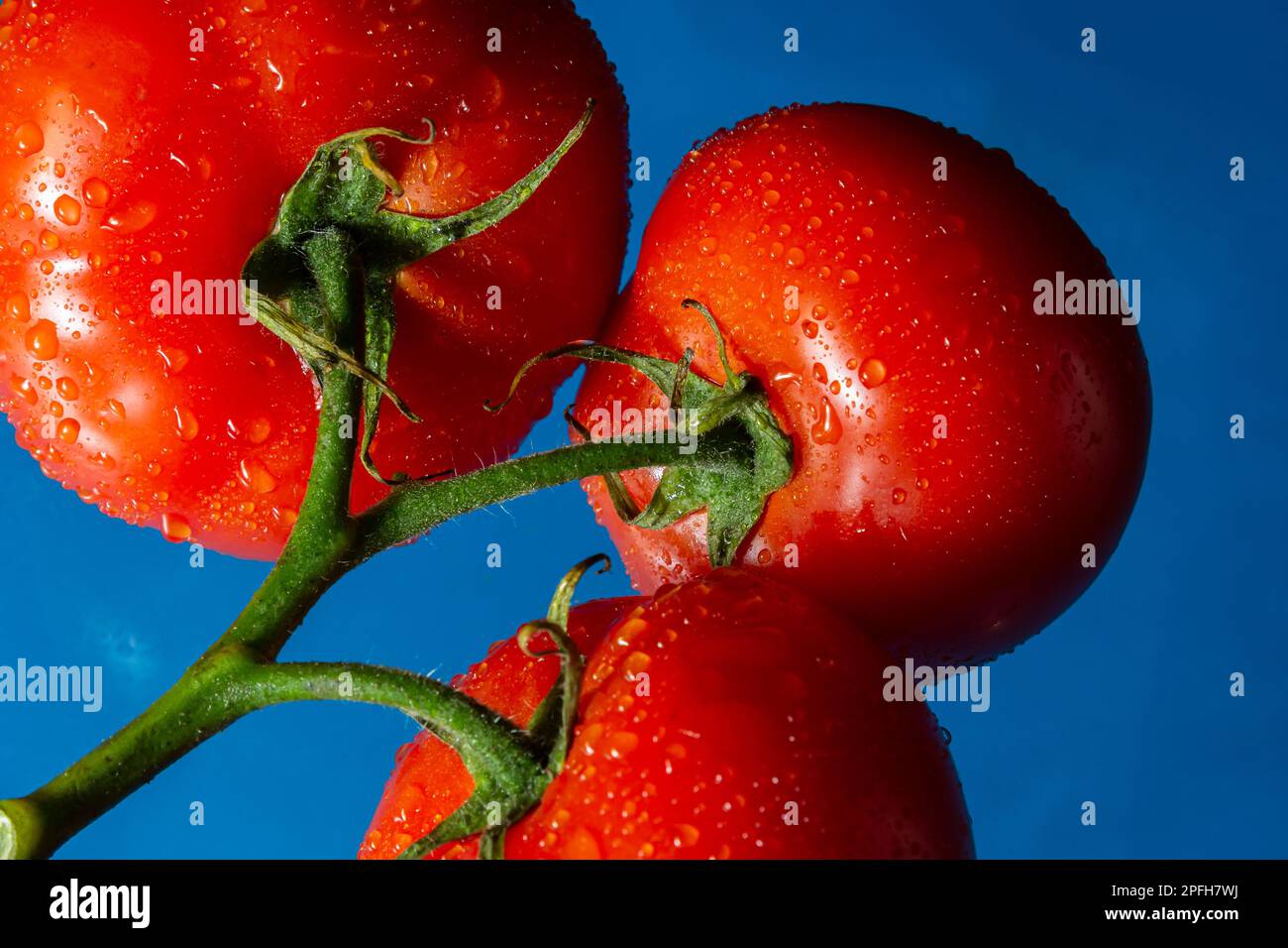 Tomates rouges avec gouttes d'eau sur fond bleu. Banque D'Images