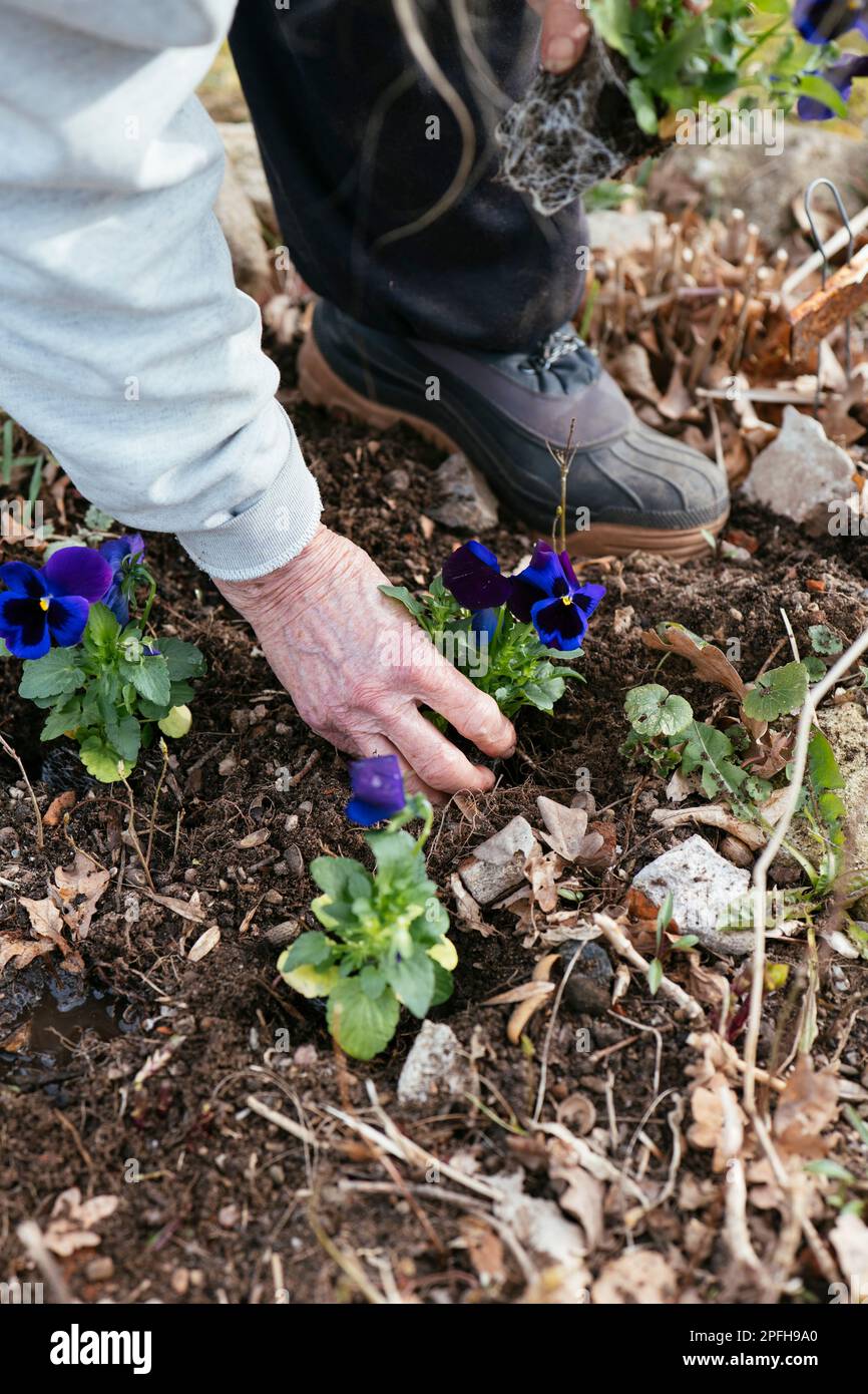 Femme plantant des pansies pourpres dans un jardin. Banque D'Images