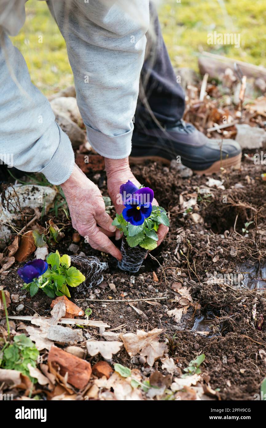 Femme plantant des pansies pourpres dans un jardin. Banque D'Images