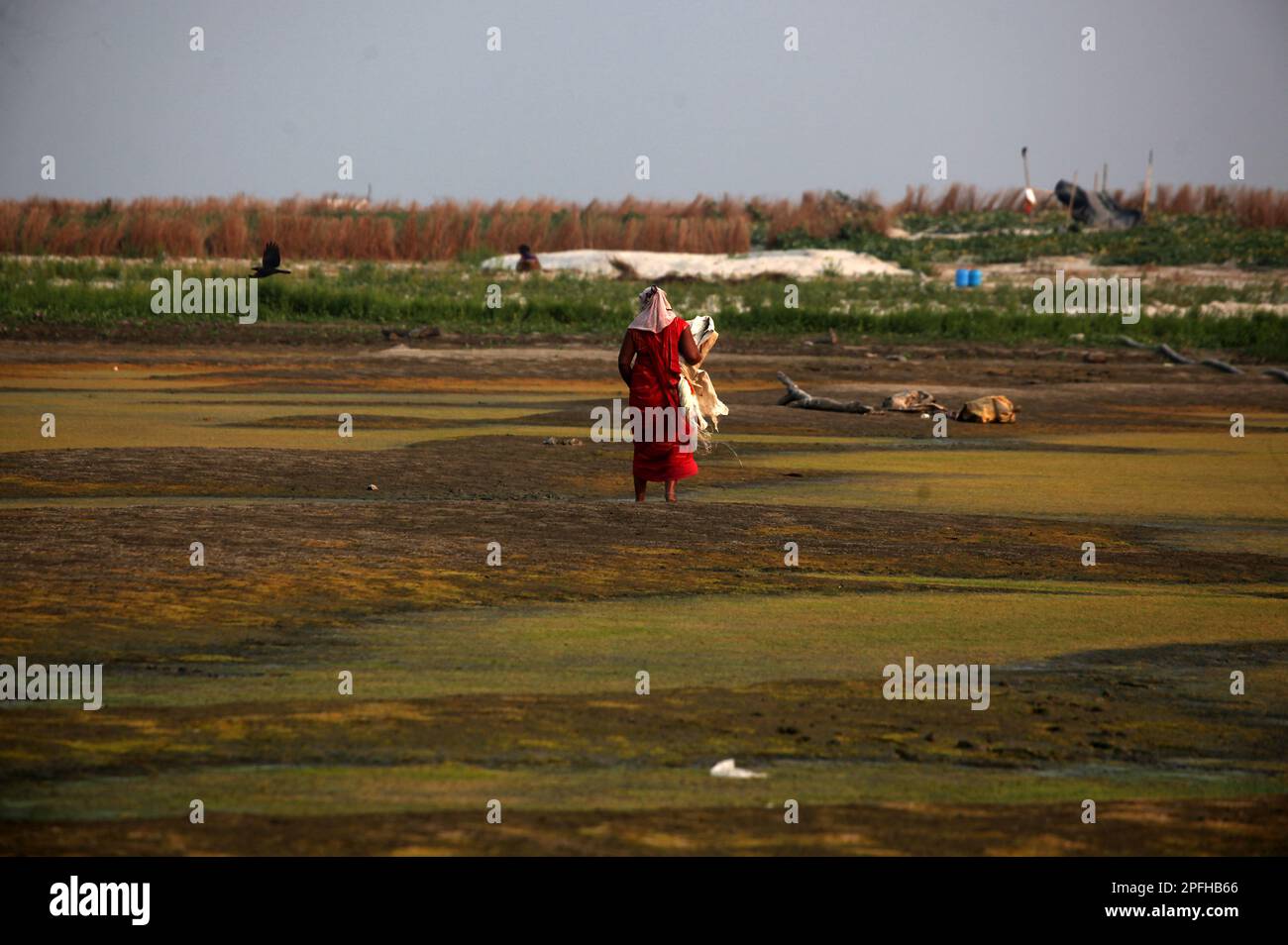 Prayagraj, Inde. 17/03/2023, une indienne marche vers son champ temporaire dans le lit de la rivière sèche de Ganges à Prayagraj, Inde. Chaque année, avant la pluie de mansoon, les gens cultivent sur le lit sec de la rivière Ganga (Ganges) à Prayagraj. Credit: Anil Shakya / Alamy Live News Banque D'Images