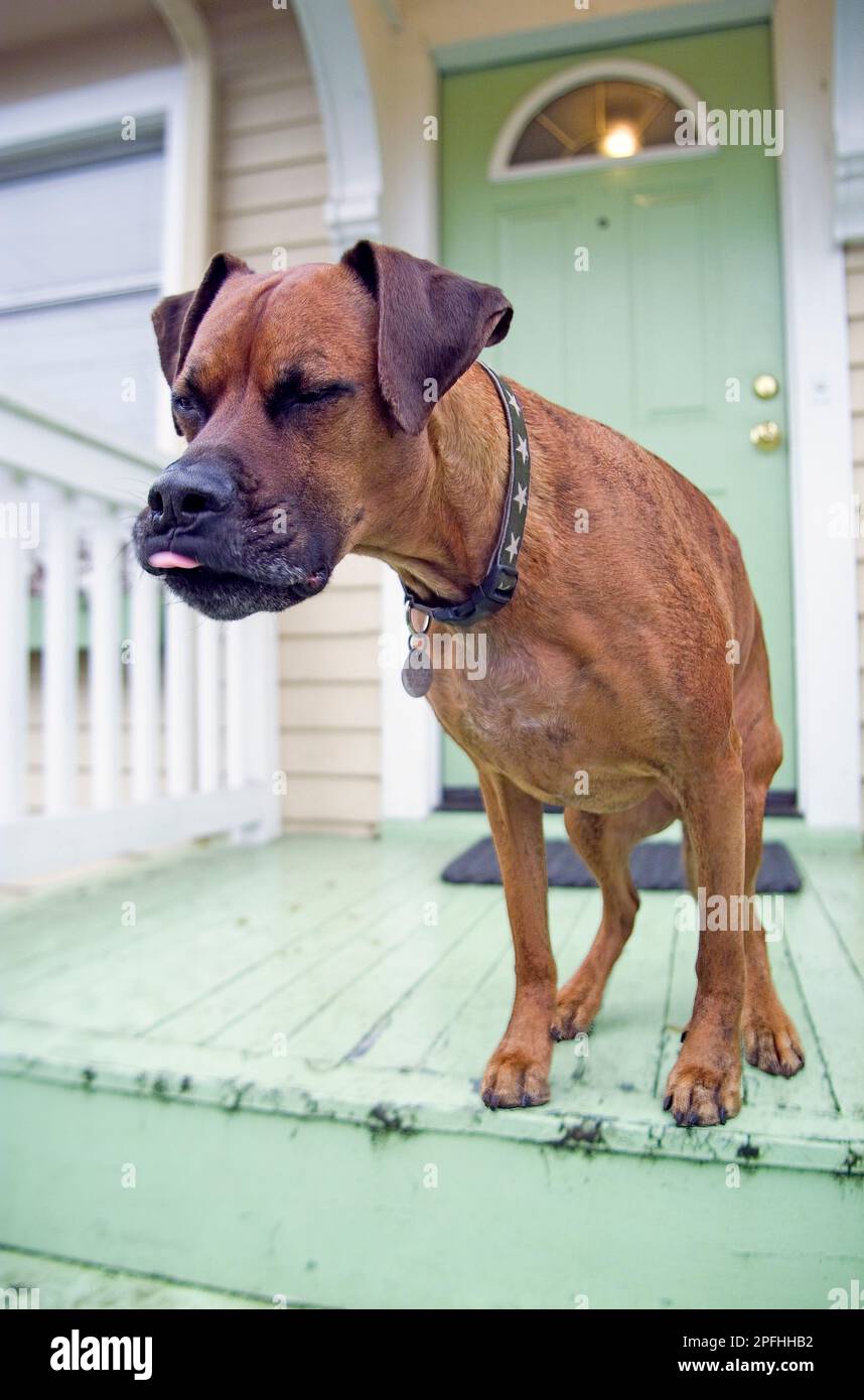Une image humoristique d'un chien mixte assis sur le porche qui colle sa langue Banque D'Images