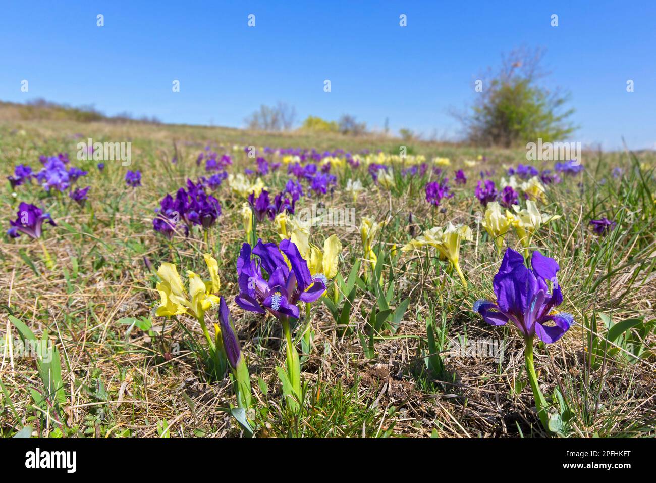 Iris pumila (iris pumila) en fleurs dans un pré au printemps, originaire d'Autriche, du centre à l'est de l'Europe Banque D'Images