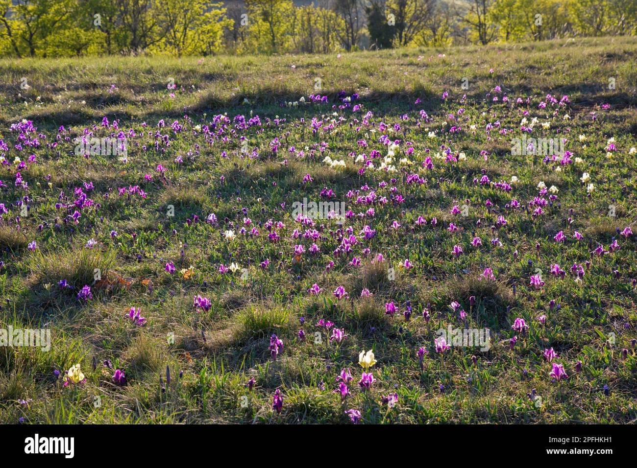 Iris pumila (iris pumila) en fleurs dans un pré au printemps, originaire d'Autriche, du centre à l'est de l'Europe Banque D'Images