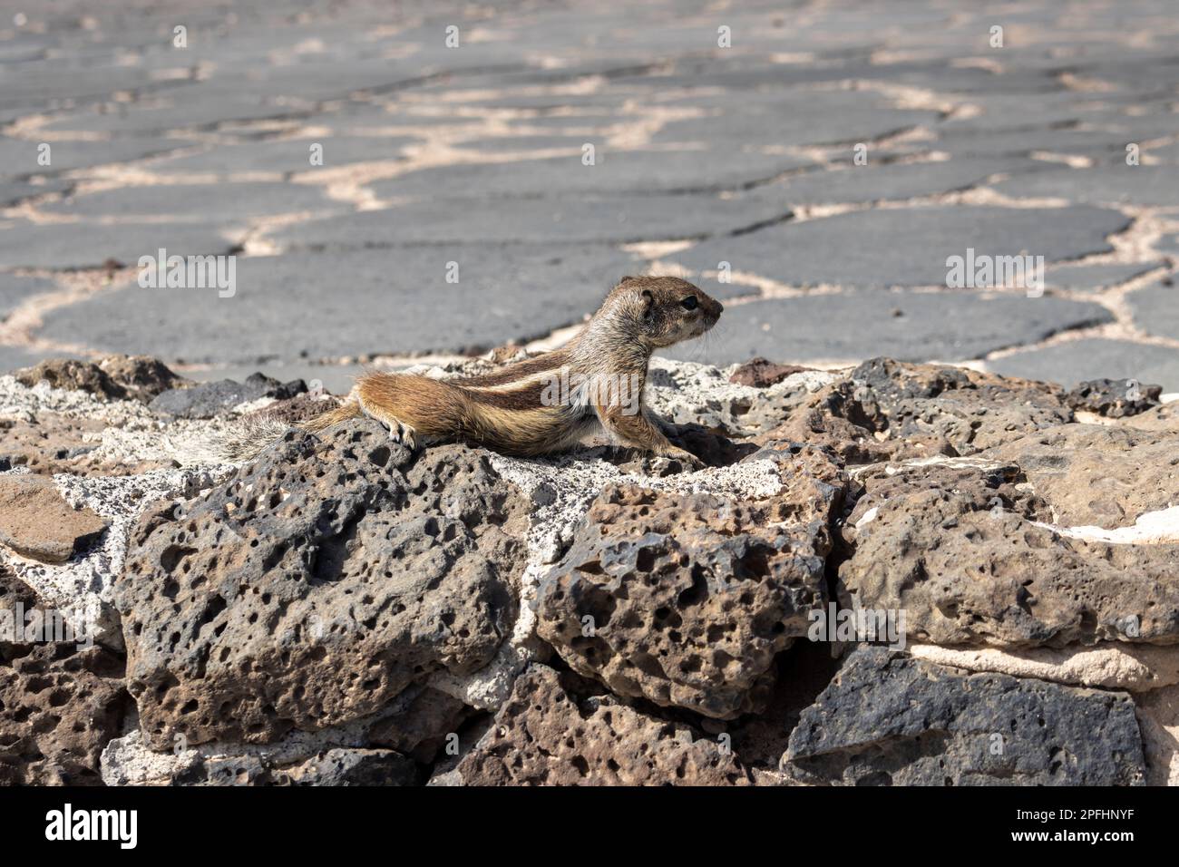 Chipmunk avec queue molletonnée. Jour ensoleillé. Vivant parmi les roches et les pierres des clôtures. Puerto del Rosario (Fabrica de callao de los Pozos), Fuertevent Banque D'Images