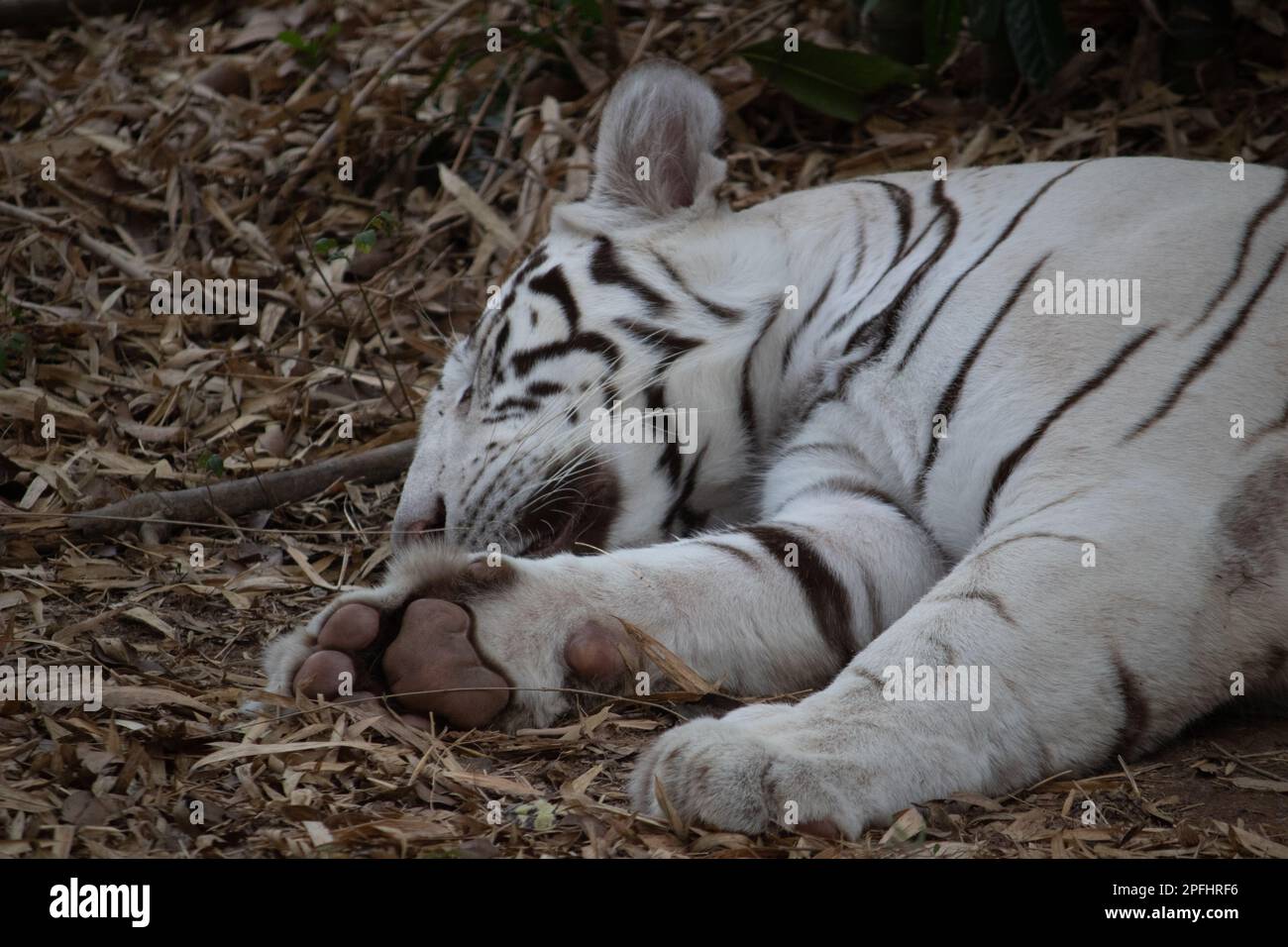 Tigre blanc indien au parc national de Bannerghatta Bangalore situé dans le zoo. Refuges de la faune sauvage de la forêt à Karnataka Inde Banque D'Images