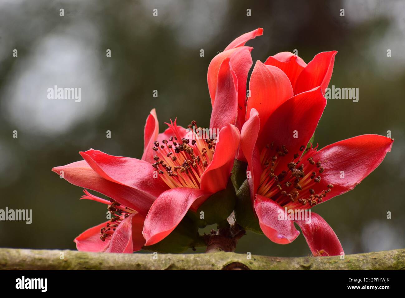 Fleur en coton de soie rouge | Bombax ceiba | fleur Shimul Banque D'Images