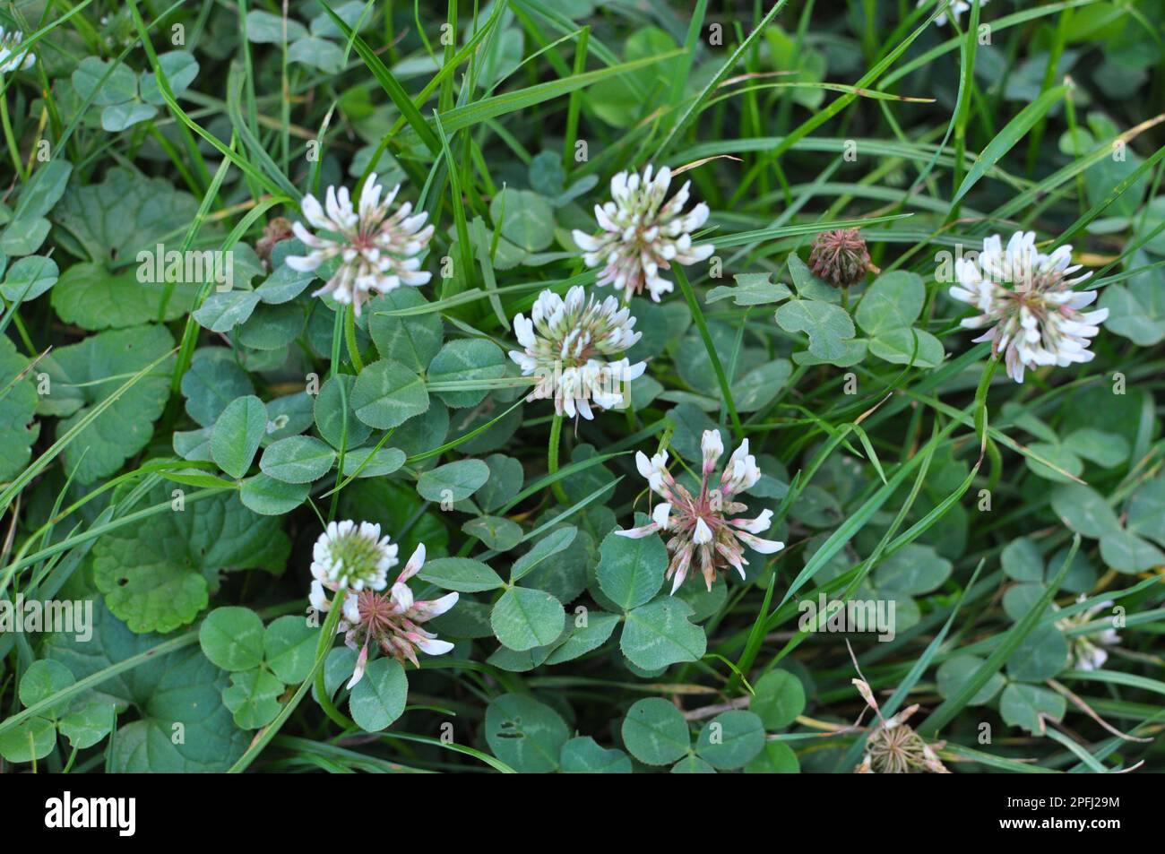 Dans la nature, trèfle blanc, trifolium repens des fleurs Banque D'Images