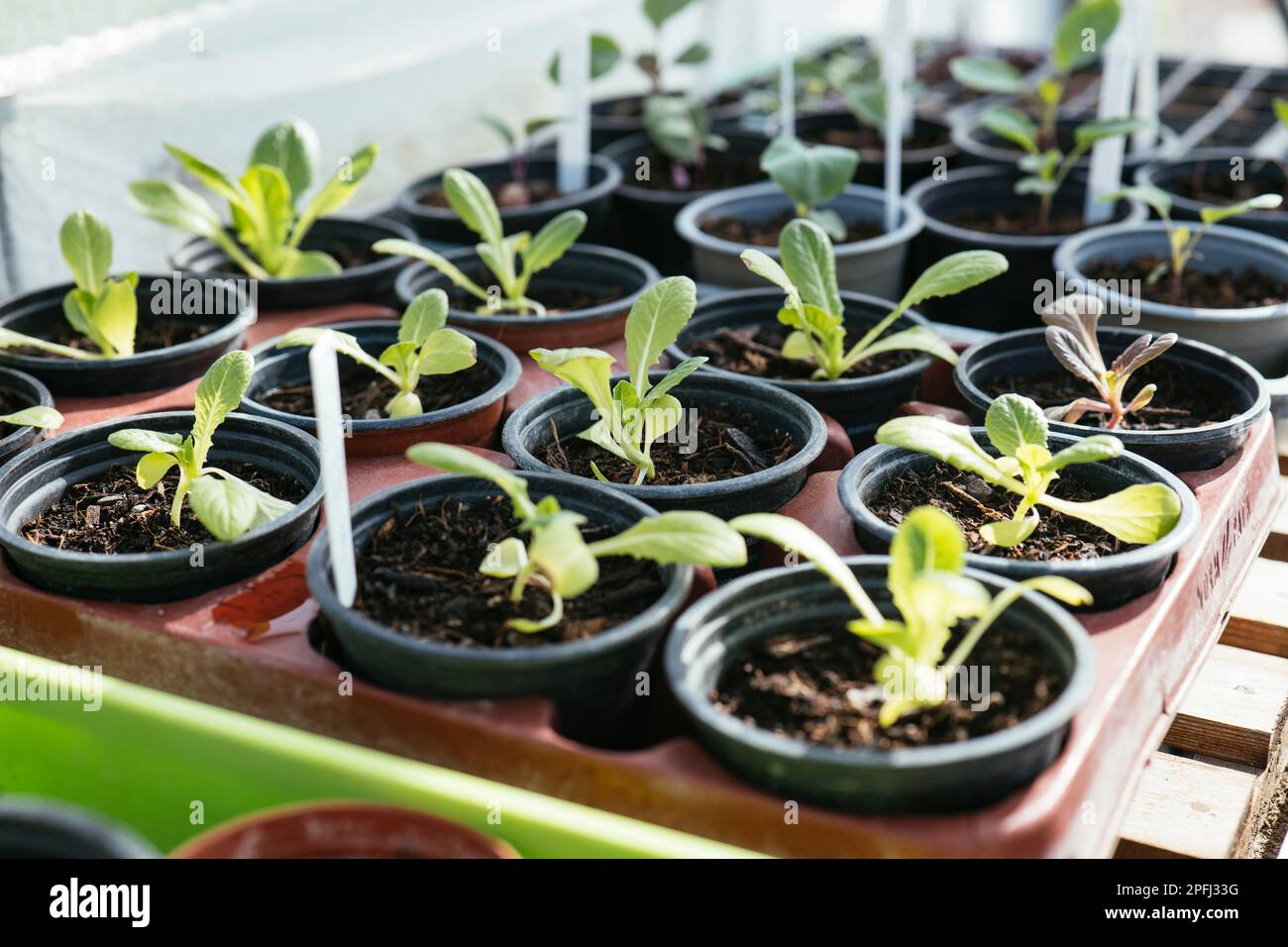 Lobjoits Green cos plantules de laitue. Banque D'Images