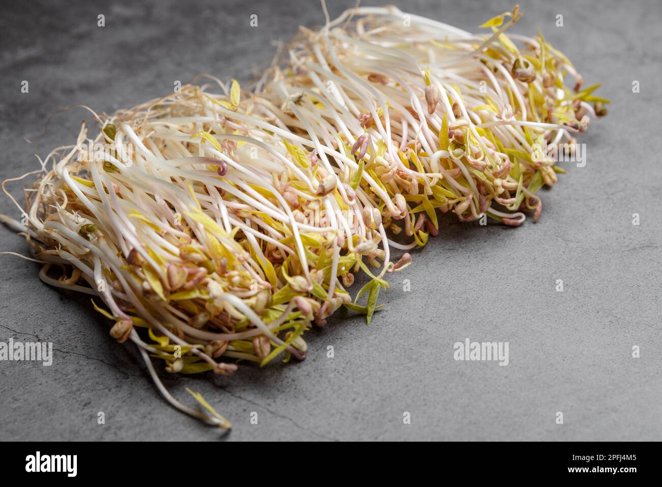 Haricots mung germés sur fond gris. Concept alimentaire sain micro-vert et végétalien. Banque D'Images