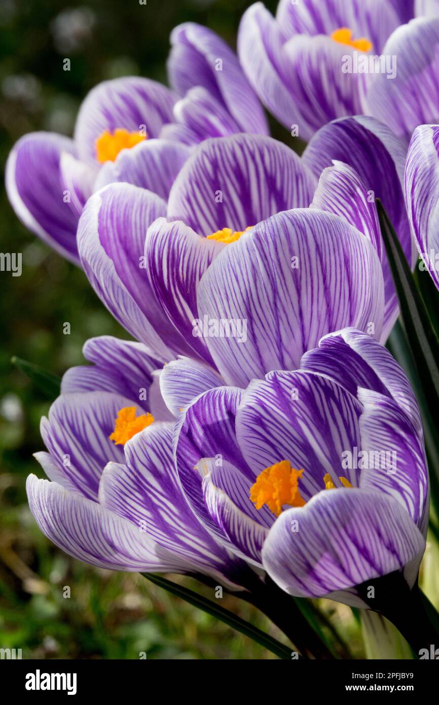 Crocus Pickwick, Crocus, violet, rayé, Bloom, Iridaceae, crocuses, beau, Crocus hollandais, fleurs Banque D'Images