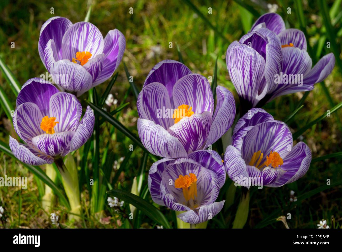 Crocus hollandais, pelouse de jardin, crocuses, Blooming, Crocus vernus 'Pickwick', Rayures, fleurs, début du printemps Banque D'Images