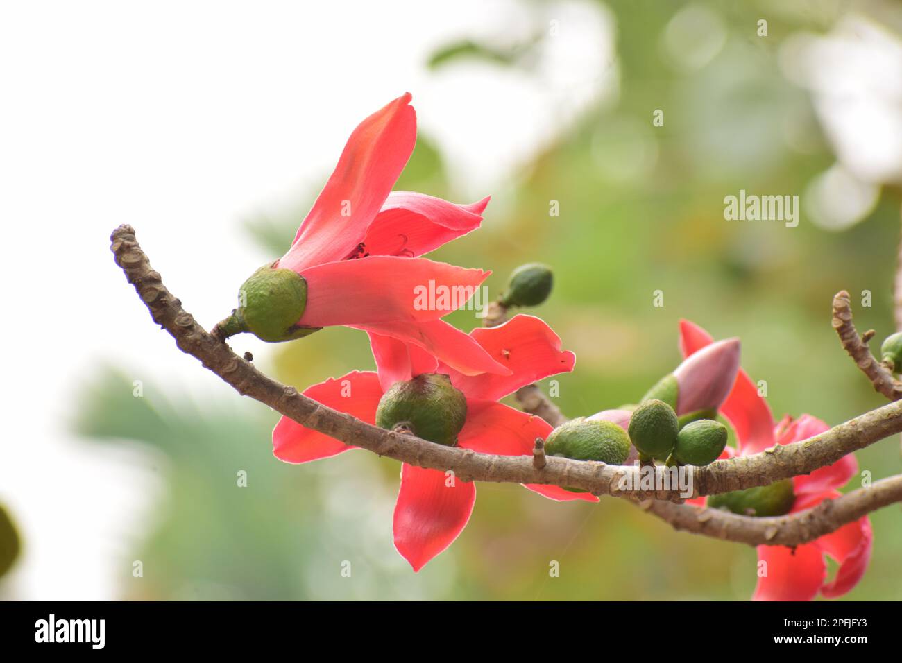 Fleur en coton de soie rouge | Bombax ceiba Banque D'Images
