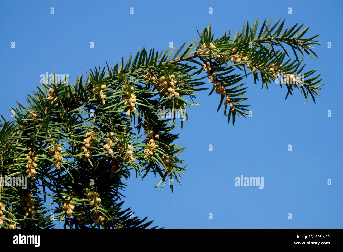 Yew anglais, Bloom, branche, Yew commun, Taxus baccata, Printemps, fleurs Banque D'Images