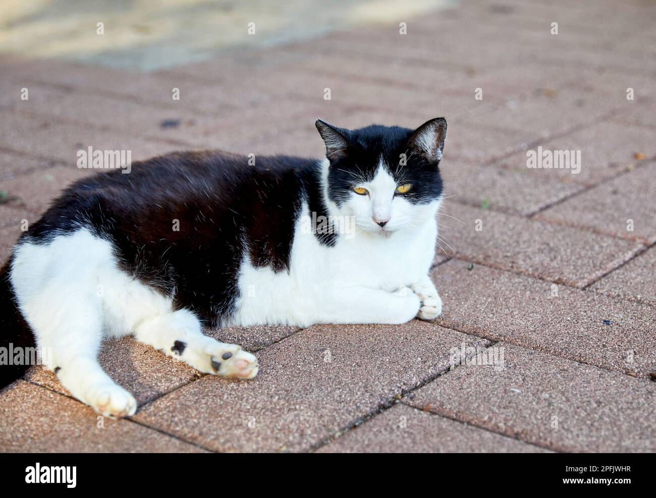 Chat sauvage noir et blanc posé sur le sol Banque D'Images