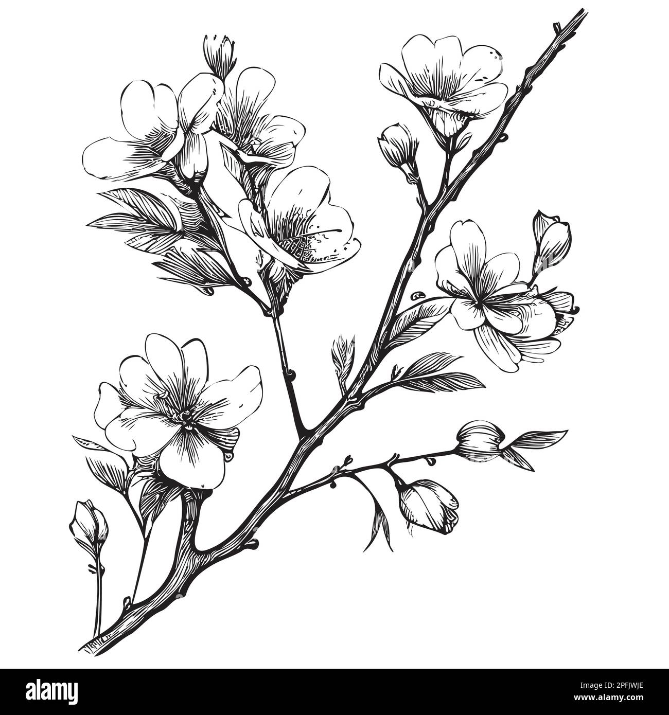 Dessin de branche Sakura dessiné à la main dans le style Doodle Illustration vectorielle fleurs Illustration de Vecteur