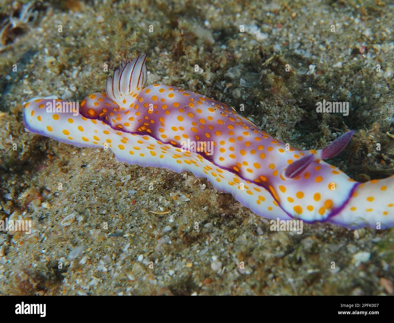 Magnifique escargot d'étoiles (Hypselodoris pulchella), site de plongée de la baie de Sodwana, Réserve marine de Maputaland, KwaZulu Natal, Afrique du Sud Banque D'Images