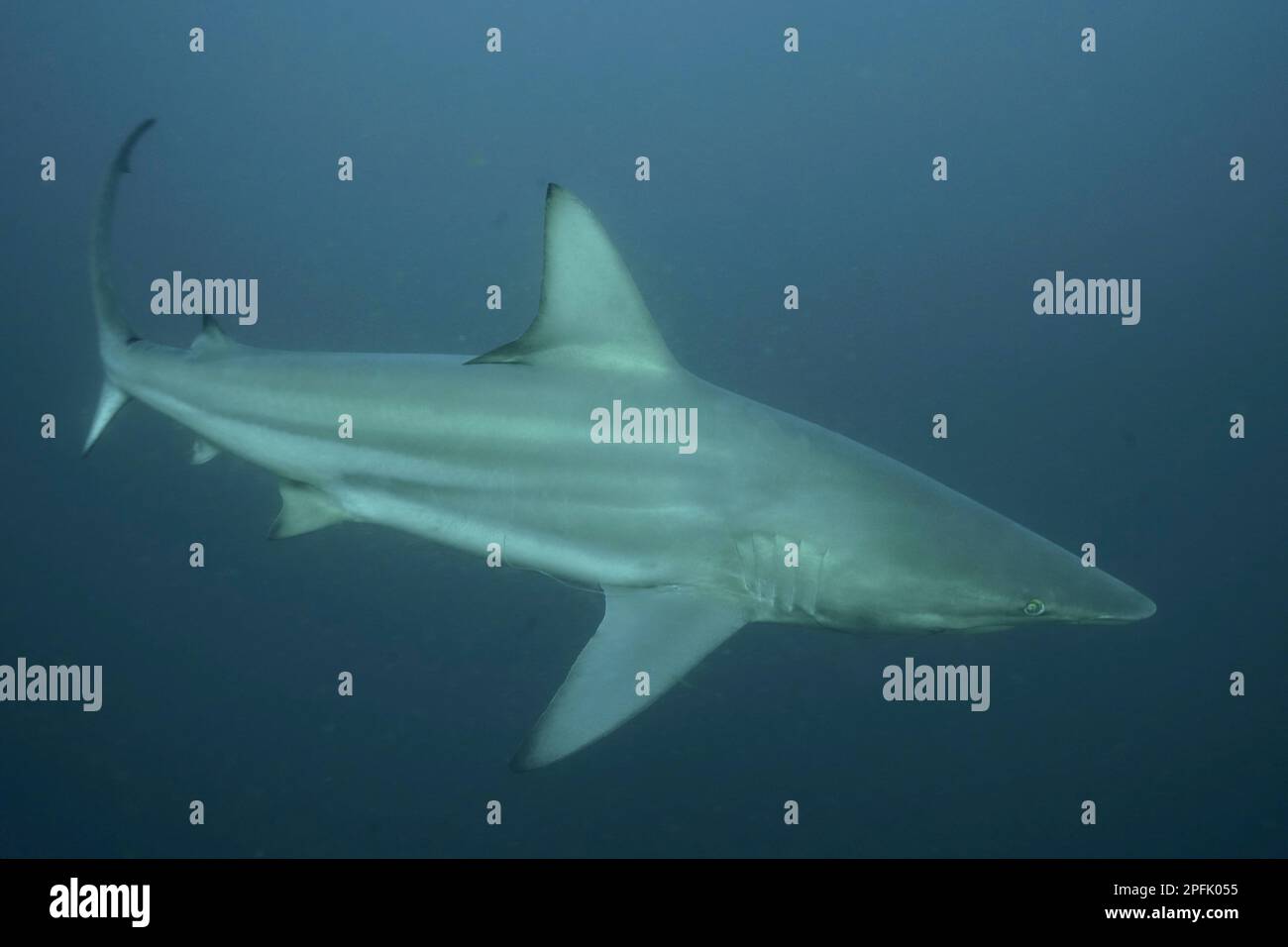 Requin noir (Carcharhinus limbatus), site de plongée de Protea Banks, Margate, KwaZulu Natal, Afrique du Sud Banque D'Images