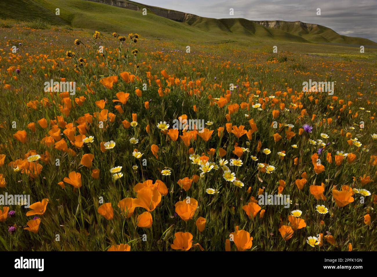 California Poppy (Eschscholzia californica) et Goldfields (Lasthenia sp.), masse florale, Shell Creek, près de San Luis Obispo, Californie (U.) S. A. Banque D'Images