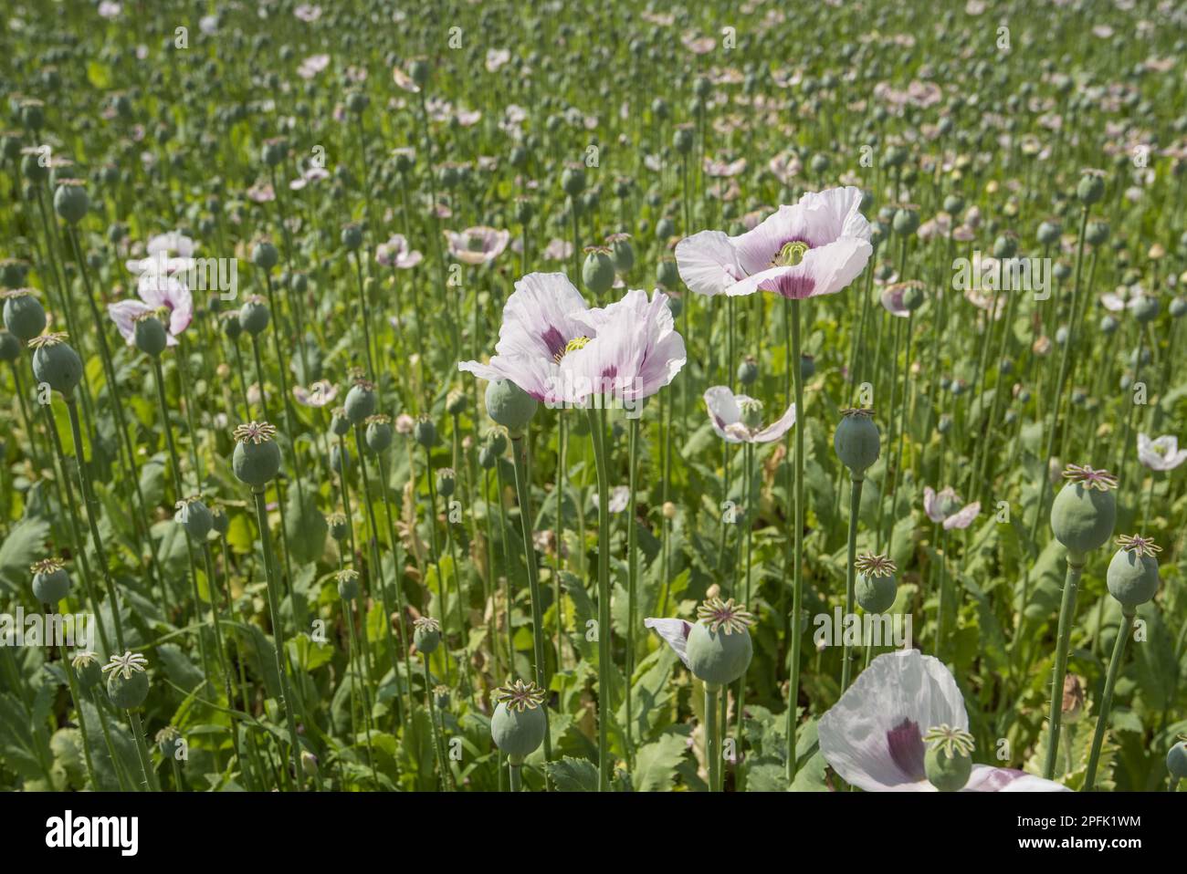 Culture du pavot à opium (Papaver somniferum), des fleurs et des graines dans le champ, Lincolnshire, Angleterre, Royaume-Uni Banque D'Images