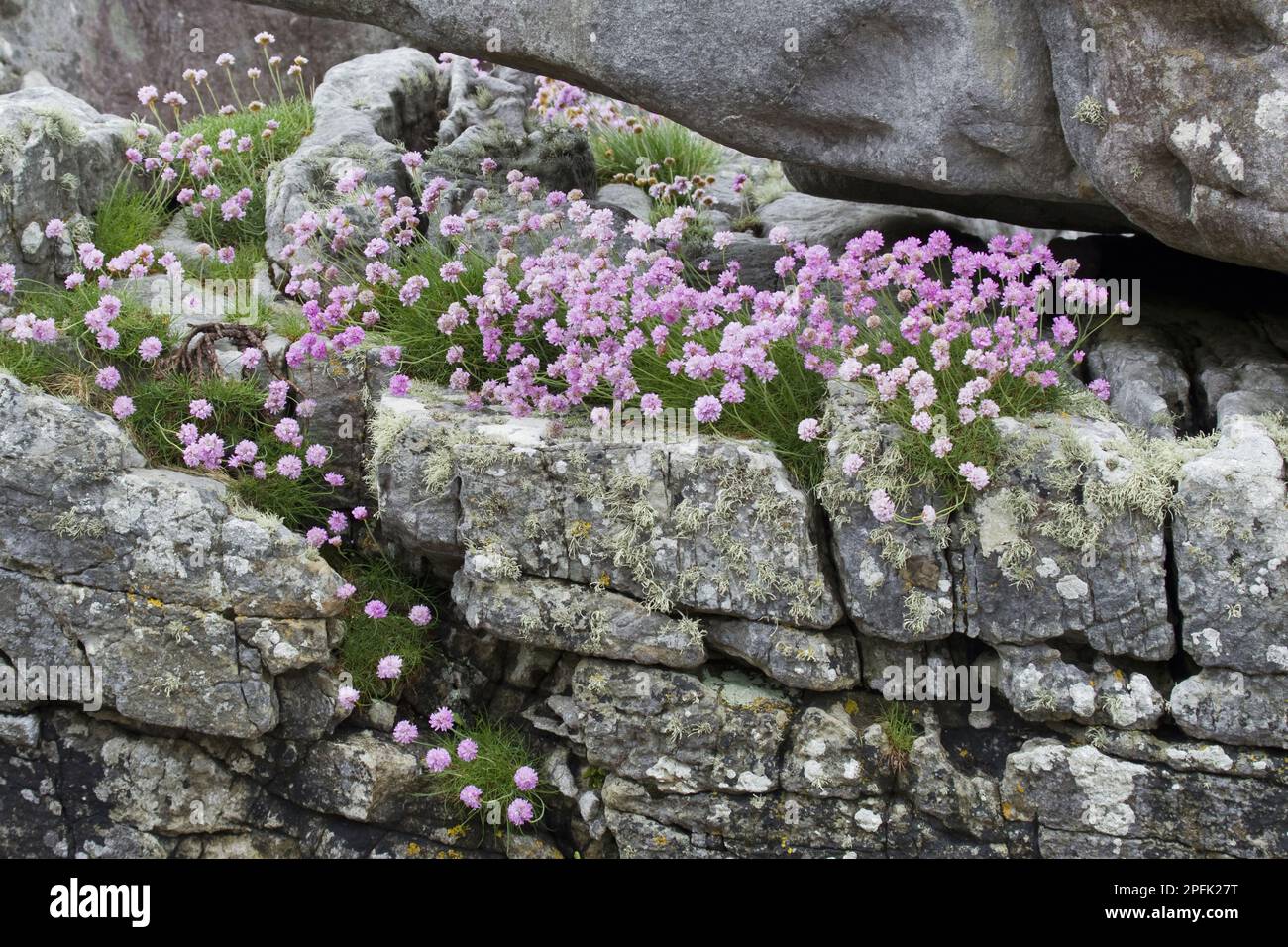 Carnation florifère, thrift de mer (Armeria maritima), carnation florifère de mer, floraison du thrift, croissant sur des roches côtières, île de Skye, intérieur Banque D'Images