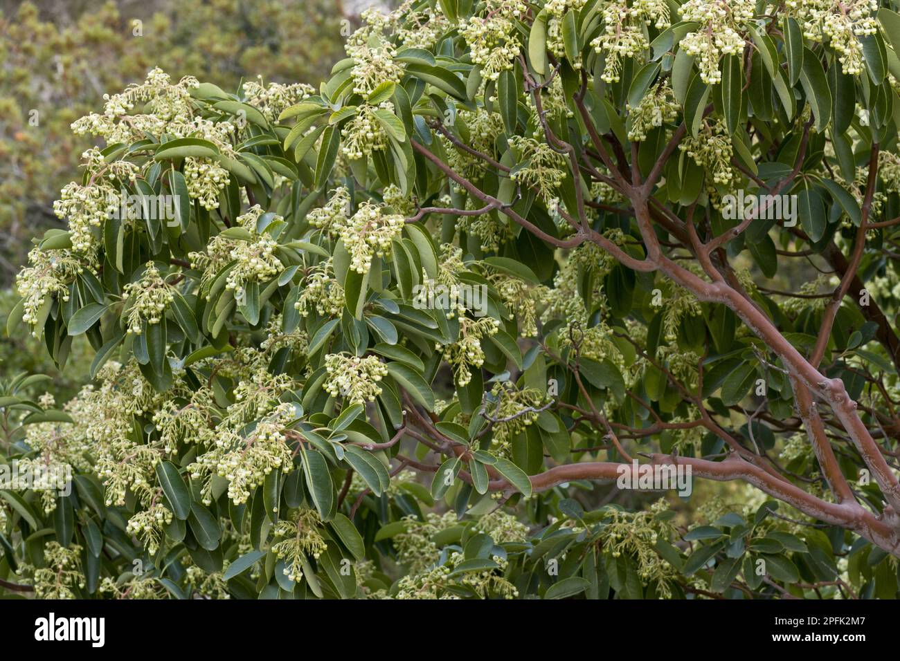 Fraise grecque (Arbutus andrachne), famille de la bruyère, Floraison de l'arbre de la fraise de l'est, Chios, Grèce Banque D'Images