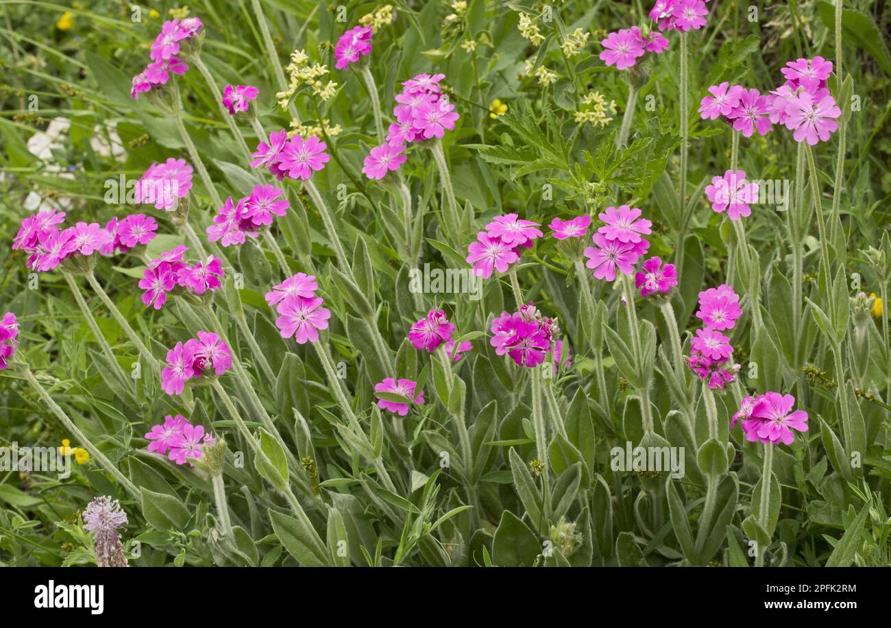 Fleurs de silène flos-jovis (Lychnis flos-jovis), croissant dans un pré de foin dans les montagnes, Alpes, France Banque D'Images